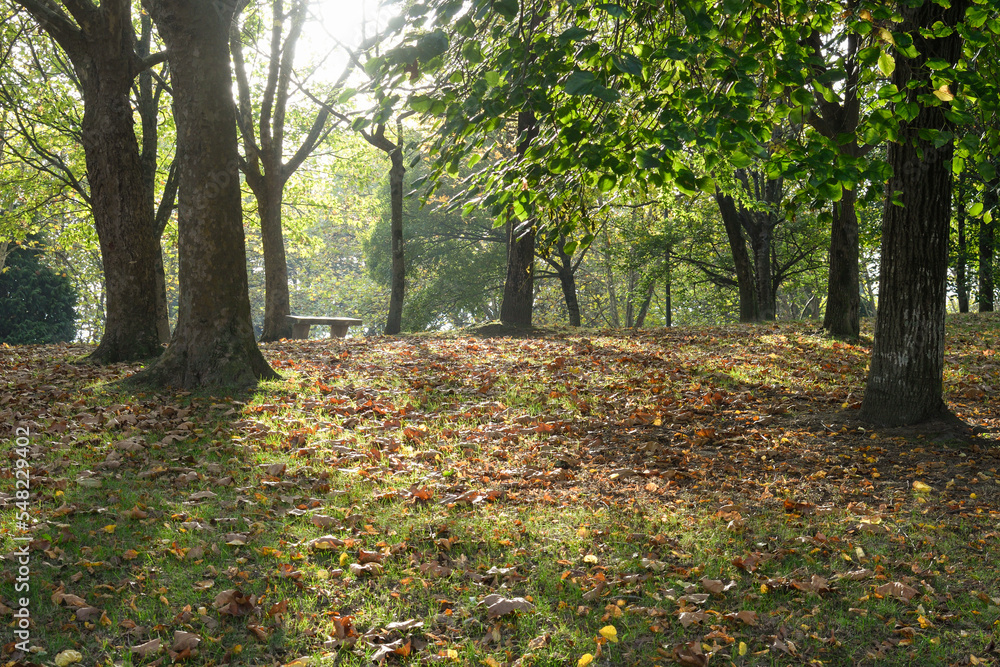 Backlight between trees at the beginning of autumn in a park in Bilbao Backlight between trees at the beginning of autumn in a park in Bilbao
