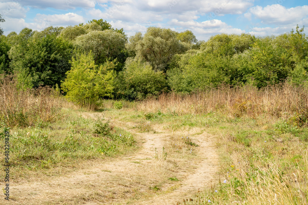 A narrow path through the trees. Path in the countryside made by passing cars. A narrow path through the trees. Path in the countryside made by passing cars.