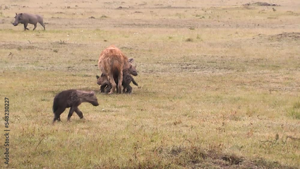 Two adult hyenas and four cubs walking and playing, warthog at a distance Two adult hyenas and four cubs walking and playing, warthog at a distance