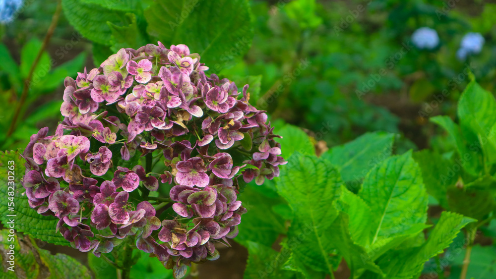 beautiful and amazing hydrangea flowers beautiful and amazing hydrangea flowers