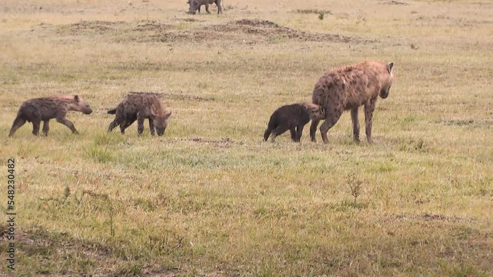 Two adult hyenas and four cubs walking and playing, warthog at a distance Two adult hyenas and four cubs walking and playing, warthog at a distance