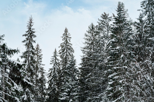 Trees in snowy forest in close up during winter