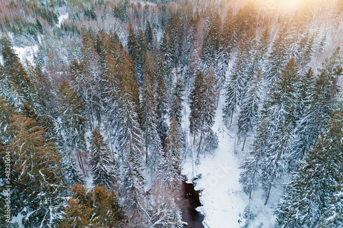 Trees in snowy forest in close up during winter © valdisskudre