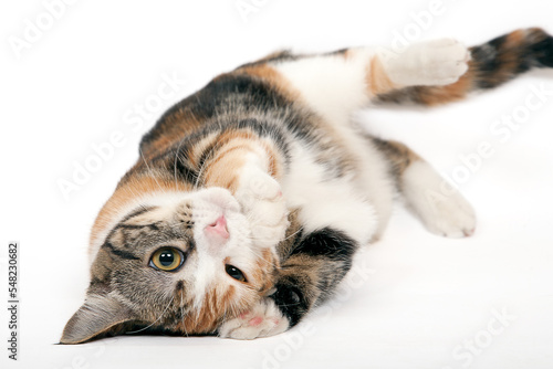 Foto Chat studio sur fond blanc