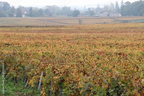 field with grapes 