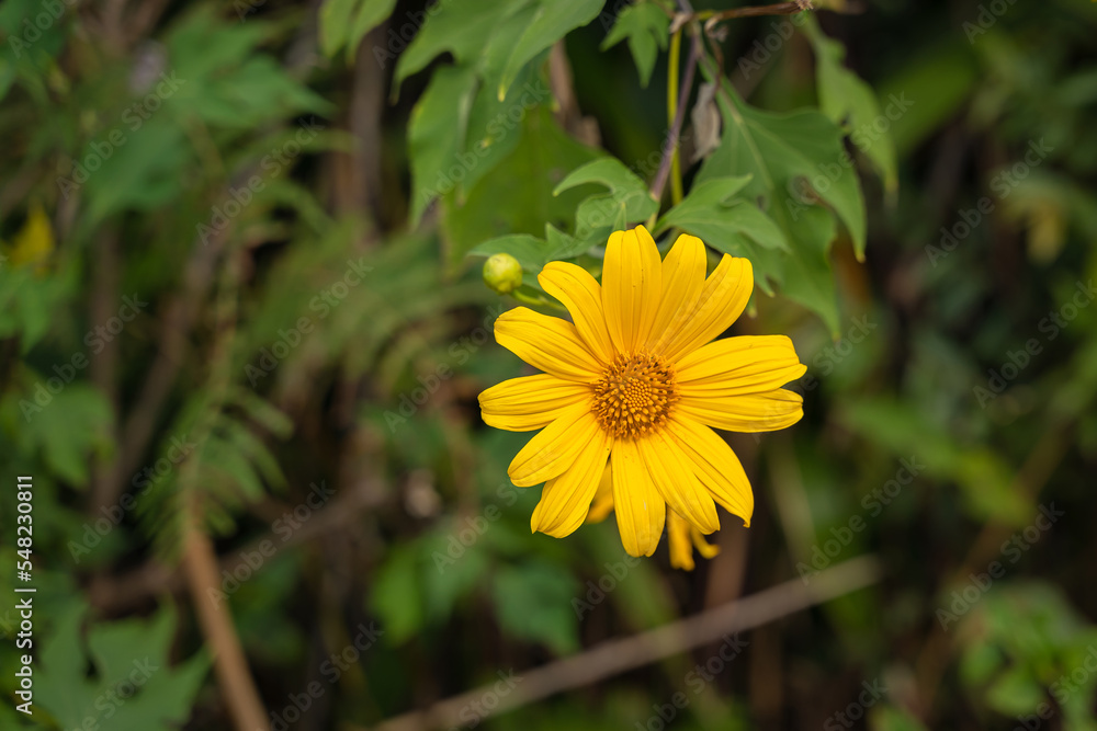 Beautiful Yellow flowers are Mexican sunflowers or Tithonia Diversifolia on Tung Bua Tong Mountain with Mexican sunflower field on Doi Mae U-Kho in Mae Hong Son, Thailand. Beautiful Yellow flowers are Mexican sunflowers or Tithonia Diversifolia on Tung Bua Tong Mountain with Mexican sunflower field on Doi Mae U-Kho in Mae Hong Son, Thailand.