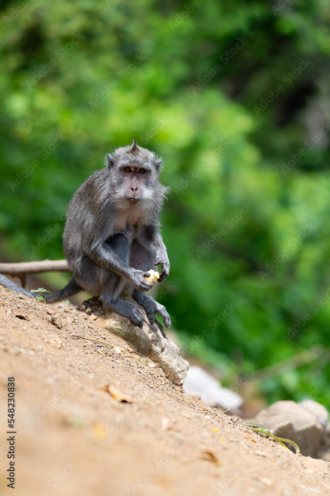 Obraz premium Affe Makake frisst Banane in Bali Indonesien