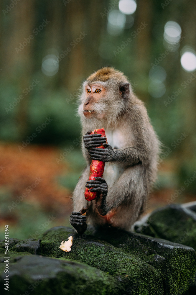 Fototapeta premium Affe makake in Bali Indonesien 