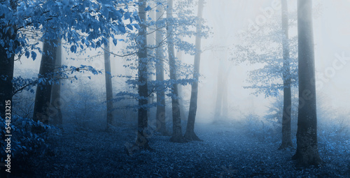 Horror spooky foggy forest. Dark trees in misty woodland