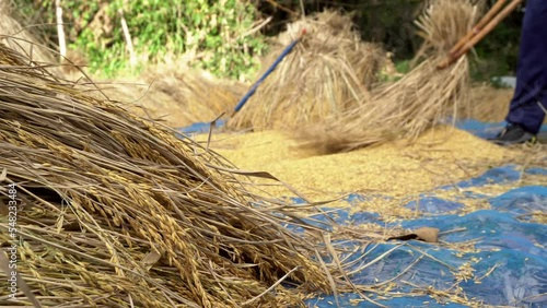 clip of farmers helping to thresh rice from golden rice agricultural products in the harvest season to keep for food