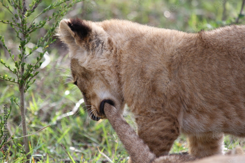Fototapeta premium A lion cub playing with a long stick