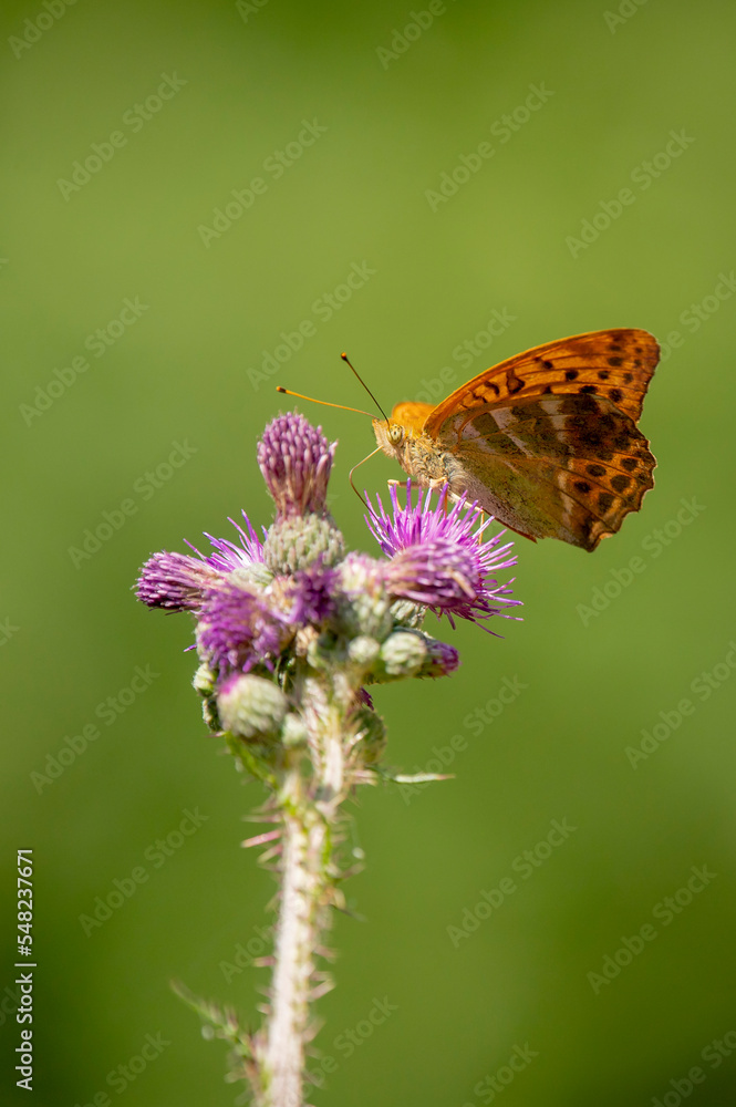 Obraz premium Tabac d'Espagne ( papillon )