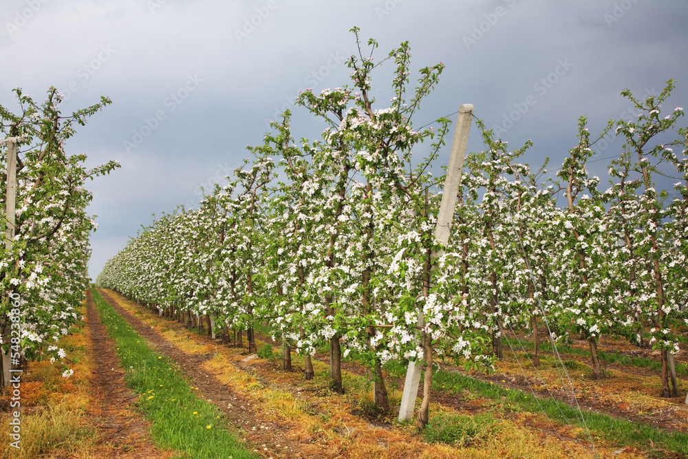 Blossoming apple-trees near Garbow. Poland