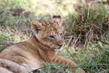 Tiny baby lion cub resting in the green grass