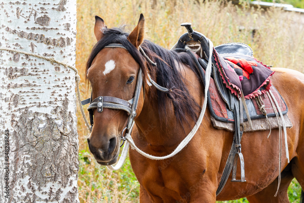 Fototapeta premium Portrait of brown horse standing near the tree. Close up image.