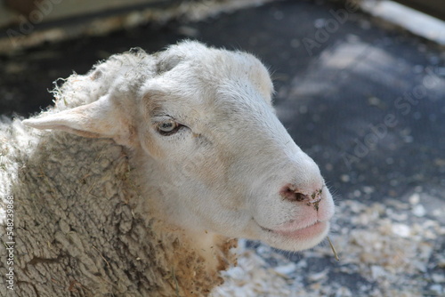 Magnifique visage de mouton blanc bouclé aux jolis yeux photo