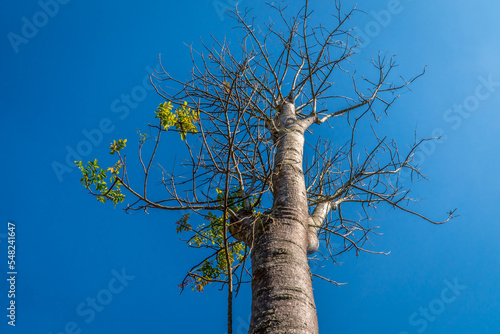 Top tree dry wood leaf greenwith blue sky background photo