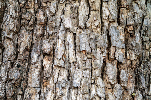 Tamarind peel big tree tree bark pattern, skin wood, nature pattern