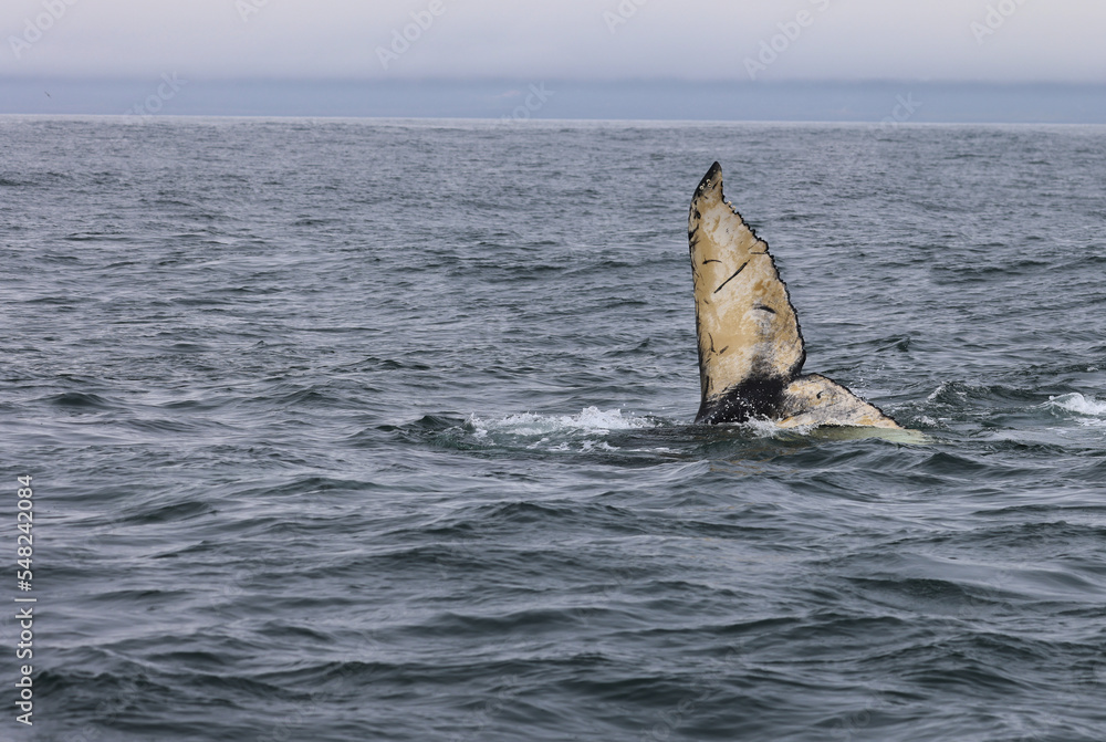 Obraz premium Humpback whale pup in the Bay of fundy, Canada