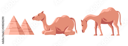 Camel pose sitting lying down standing eating arabian animal from african middle east egypt pyramid