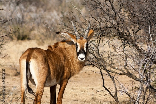 Roan antelope standing on grassland photo