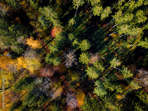 Aerial Forest © Janusz