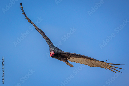 The california condor soaring through the air with a wingspan of 3 meters, on the west coast of California, USA photo
