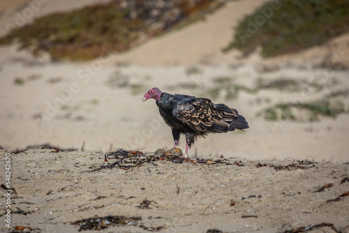 The california condor, the largest north american land bird, feeding himself on the west coast beach of California, USA