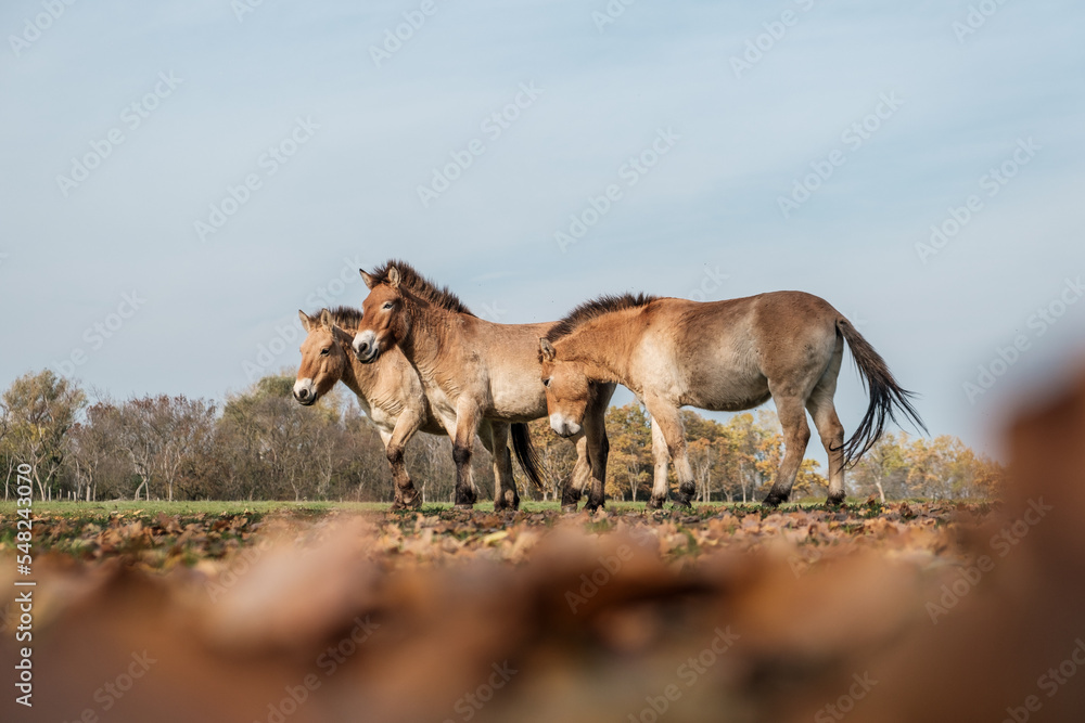 Fototapeta premium Przewalski horse