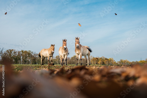 Przewalski horse