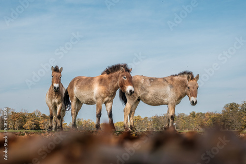 Przewalski horse