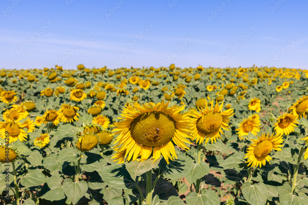 Obraz premium Giant sunflowers (Helianthus annuus) field with bright yellow bowing down heavy unripe flowers, few working bees on the frontal flower, against the background of a summer blue sky