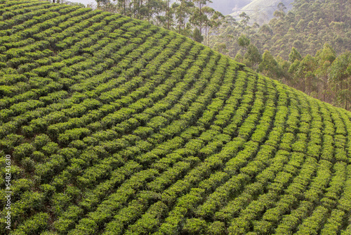 A view of the side of a tea plant-covered hill in Munnar. This area is famous for its tea plantations.