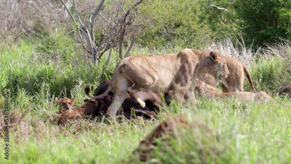 Lionesses and cubs feeding on a buffalo carcass Lionesses and cubs feeding on a buffalo carcass