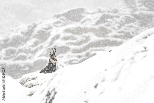 Plakat w ramie Winter in the wild Alps, chamois male under extreme snowfall 