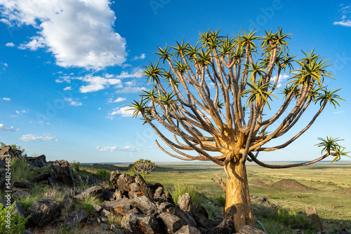 Quiver tree or kokerboom (Aloidendron dichotomum formerly Aloe dichotoma) Kenhardt, Northern Cape, South Africa. photo