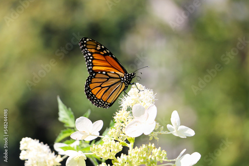 Monarch Butterfly on Hydrangea © Veronica