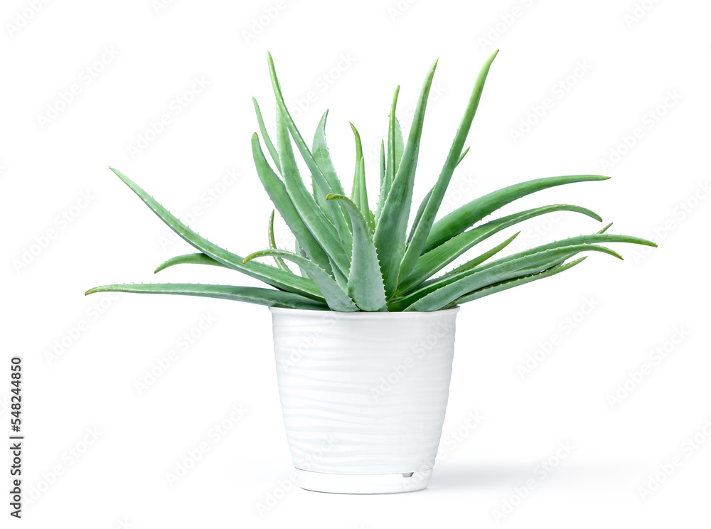 Aloe plant in a white pot, isolated on white background. File contains a path to isolation.