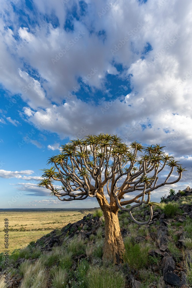 Obraz premium Quiver tree or kokerboom (Aloidendron dichotomum formerly Aloe dichotoma) Kenhardt, Northern Cape, South Africa.