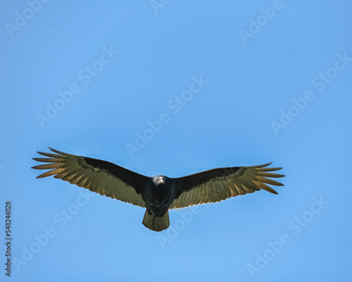 Black Vulture  Aegypius Monachus flying on a blue sky