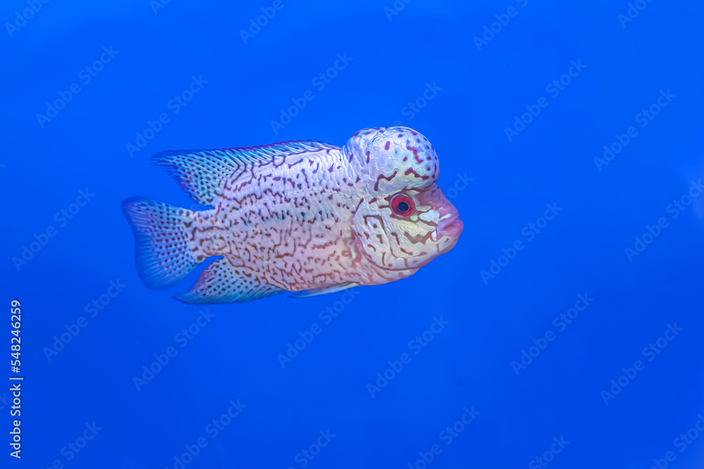 Naklejka premium The cichlidae in the cabinet on blue background.