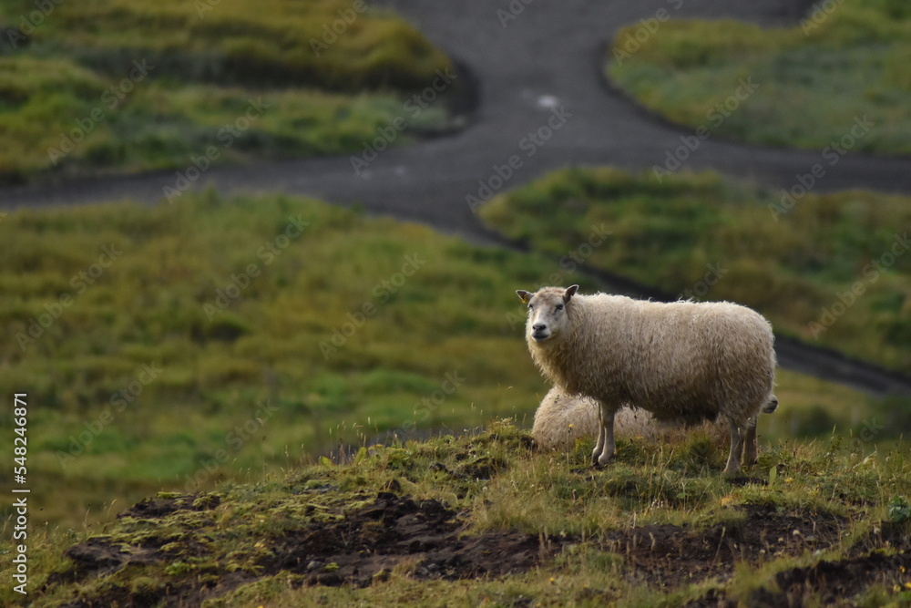 Obraz premium sheep in the mountains