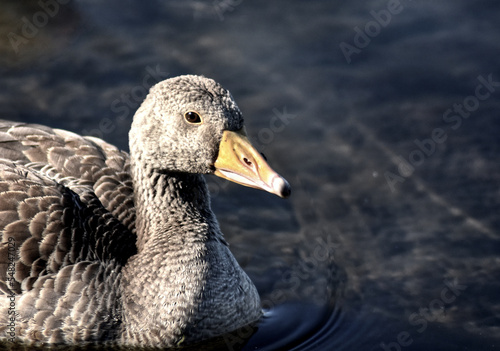 portrait of a duck