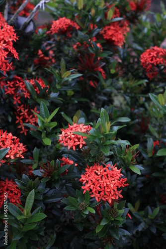 Close-up portrait of red asoka flowers in full bloom