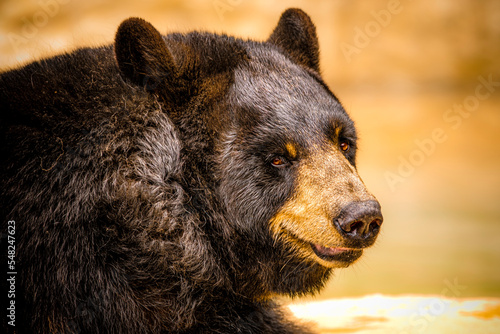 black bear up close