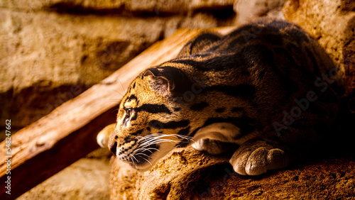 close up of a big cat