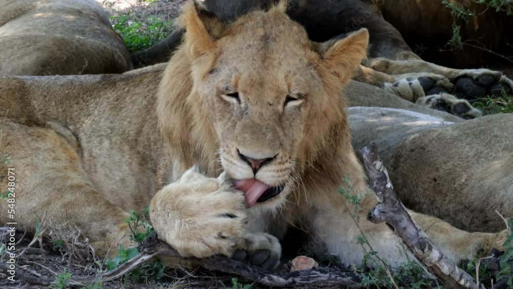 Young male lion cleaning his claws Young male lion cleaning his claws
