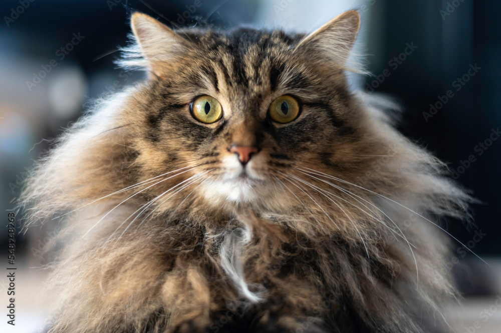 close up portrait of a cat, Finland
