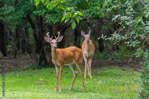 Fototapeta Naklejka Na Ścianę i Meble -  A Young White-tailed Deer Buck And His Doe In Summer
