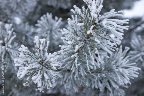 Pine branches in the snow. Frozen pine branches close-up. © Tatsiana
